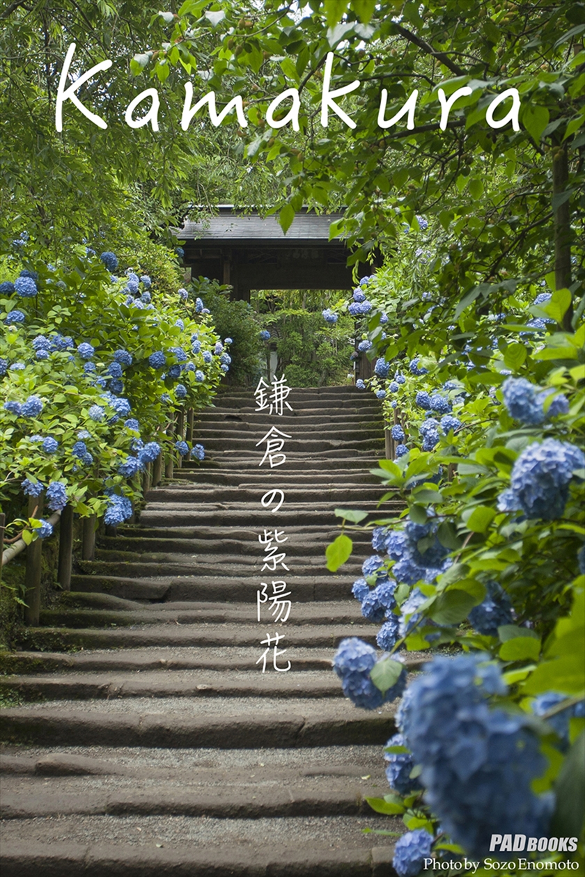 Kamakura　鎌倉の紫陽花