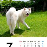卓上　秋田犬　2019年カレンダー 004