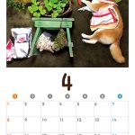 柴犬アイちゃんの寝相アートカレンダー2018 001