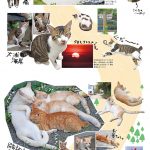 ニャンころりん。子猫カレンダー2018年版 003
