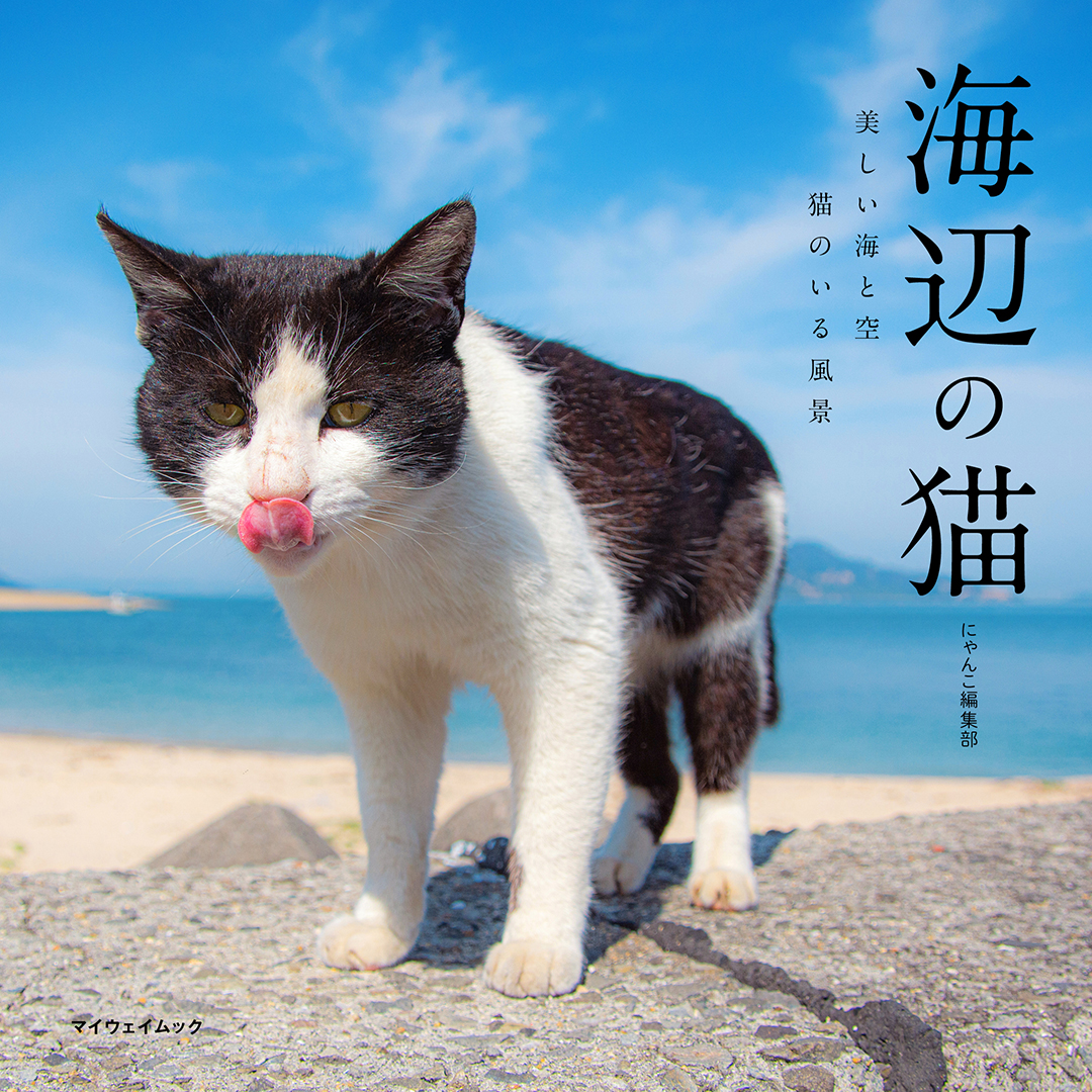 海辺の猫