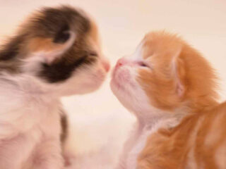 Kitten’s Bouquet de Rose