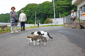 田代島のニャンころりん。 002