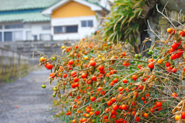 田代島のニャンころりん。 003