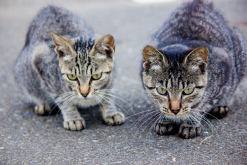 田代島のニャンころりん。 006