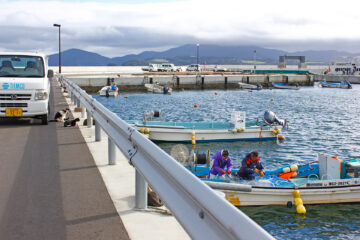 田代島のニャンころりん。 007