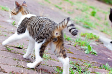 田代島のニャンころりん。 008