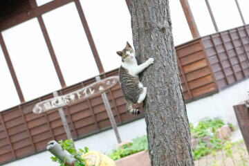 田代島のニャンころりん。 009