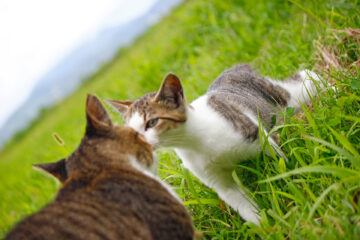 田代島のニャンころりん。 010