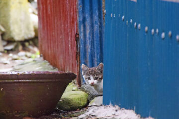田代島のニャンころりん。 011