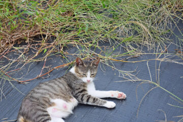 田代島のニャンころりん。 012