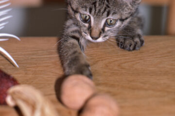 サラリーニャン悶太郎 001