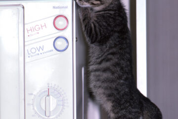 サラリーニャン悶太郎 002