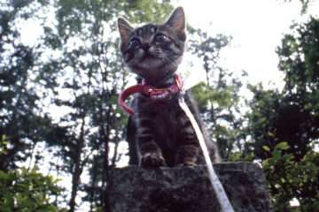 サラリーニャン悶太郎 003