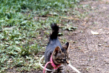 サラリーニャン悶太郎 004