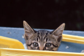 サラリーニャン悶太郎 005