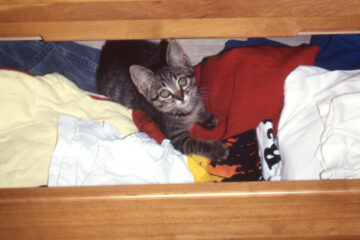 サラリーニャン悶太郎 008