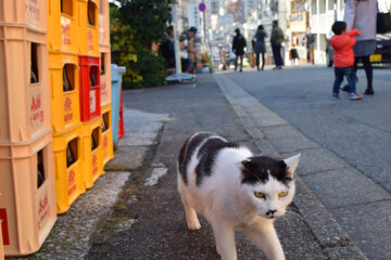 谷根千散歩のねこ 002
