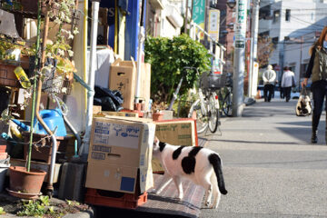 谷根千散歩のねこ 003
