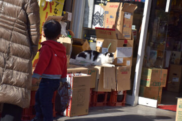 谷根千散歩のねこ 004