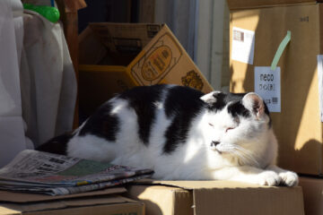 谷根千散歩のねこ 005