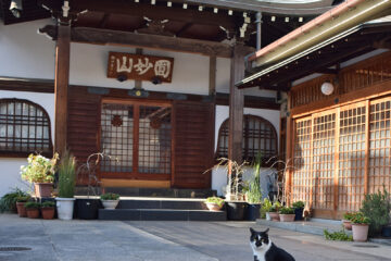 谷根千散歩のねこ 006