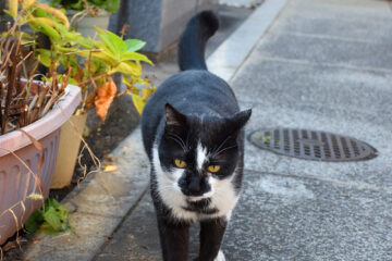 谷根千散歩のねこ 007
