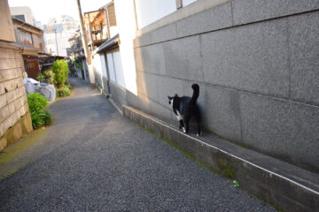 谷根千散歩のねこ 008