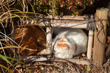 谷根千散歩のねこ 009