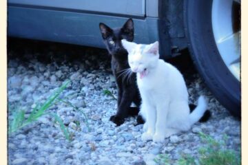 東京さんぽ猫 001