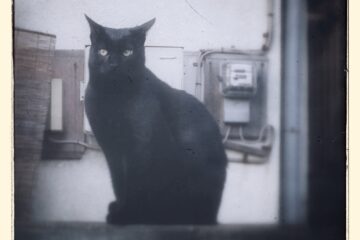 東京さんぽ猫 003