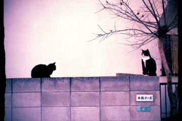 東京さんぽ猫 004