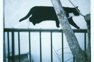 東京さんぽ猫 005