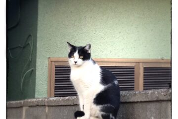 東京さんぽ猫 006