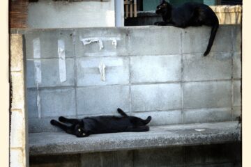 東京さんぽ猫 007