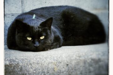 東京さんぽ猫 008