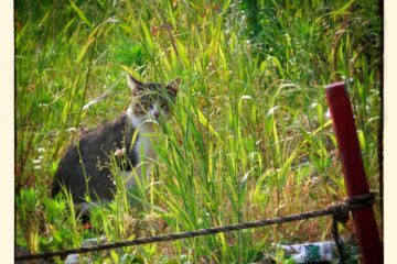 東京さんぽ猫 009