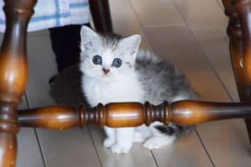 仔猫のメイがやってきた！ 001