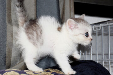 仔猫のメイがやってきた！ 002