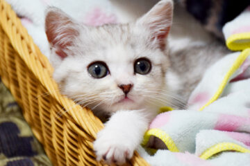 仔猫のメイがやってきた！ 003