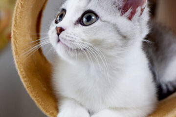 仔猫のメイがやってきた！ 005