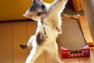 仔猫のメイがやってきた！ 006