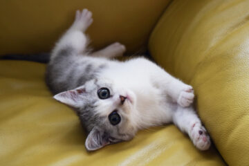 仔猫のメイがやってきた！ 007