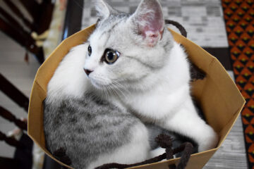 仔猫のメイがやってきた！ 008