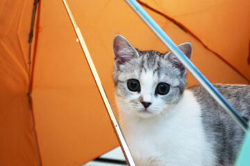 仔猫のメイがやってきた！ 009