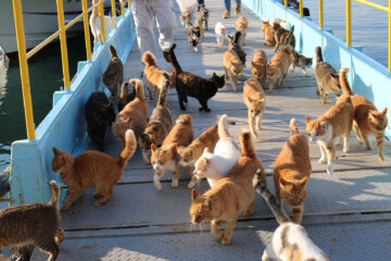 青島のニャンころりん。 002