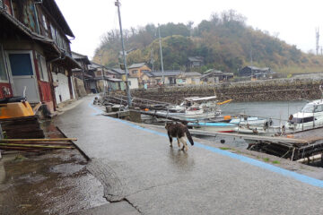 青島のニャンころりん。 003