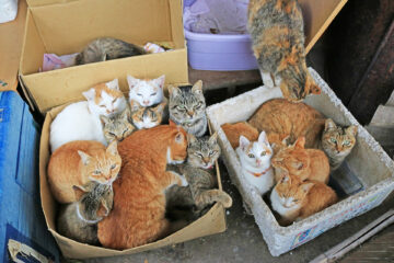 青島のニャンころりん。 004