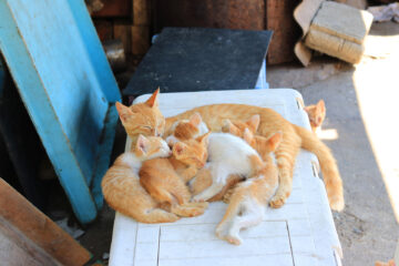 青島のニャンころりん。 005