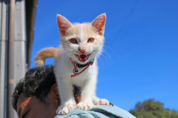 青島のニャンころりん。 006